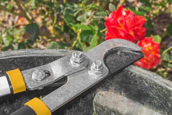 amboss-schere-baueme-schneiden-sommer-garten