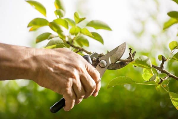 bypass-schere-garten-baueme schneiden