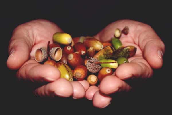 eicheln-herbst-deko-garten-diy
